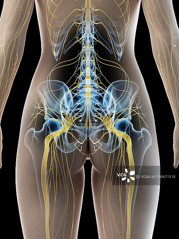坐骨神经，图示图片素材