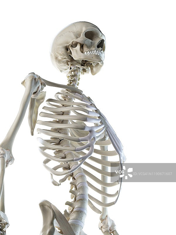 胸骨插图图片素材