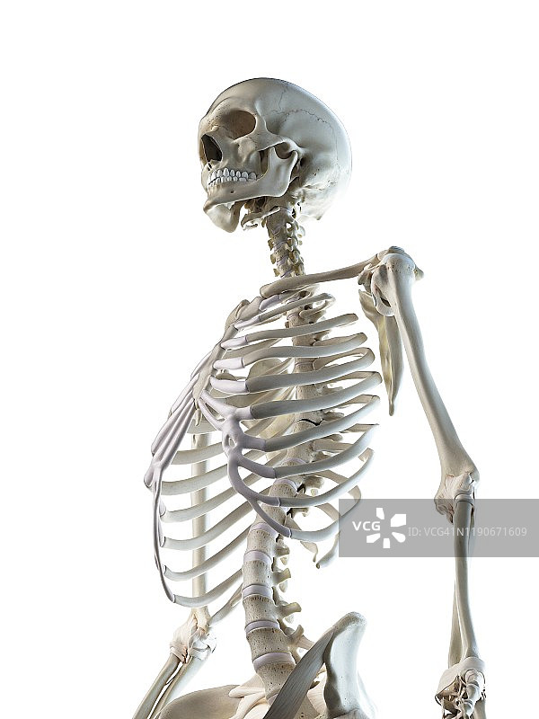 胸骨插图图片素材