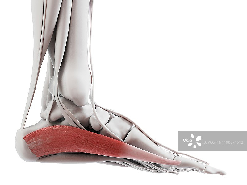 外展拇肌，图示图片素材