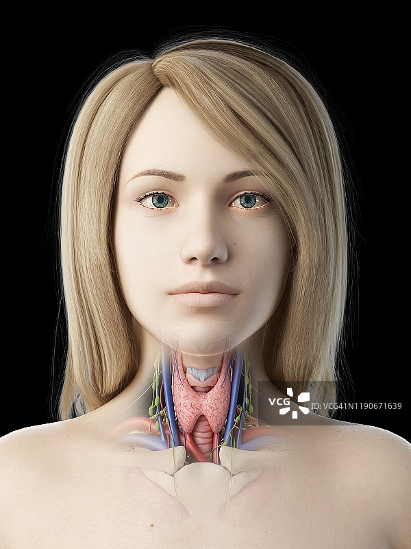 甲状腺、插图图片素材