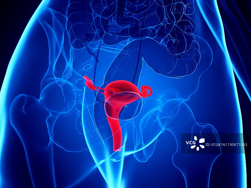 子宫插图图片素材