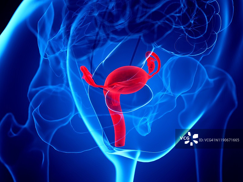 子宫插图图片素材