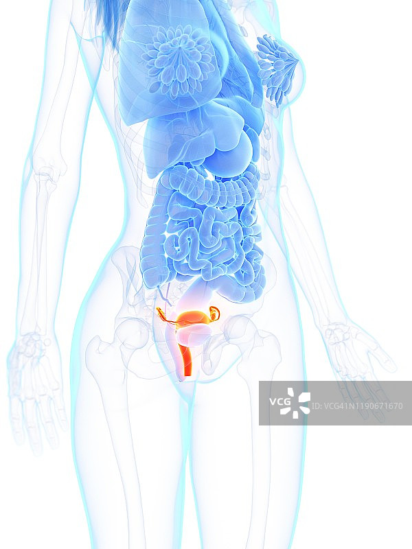 子宫插图图片素材
