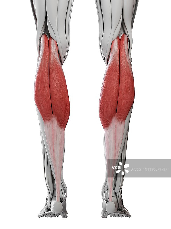 小腿肌肉，图示图片素材