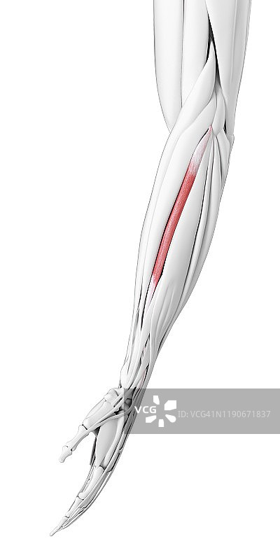 桡侧腕短肌插画图片素材