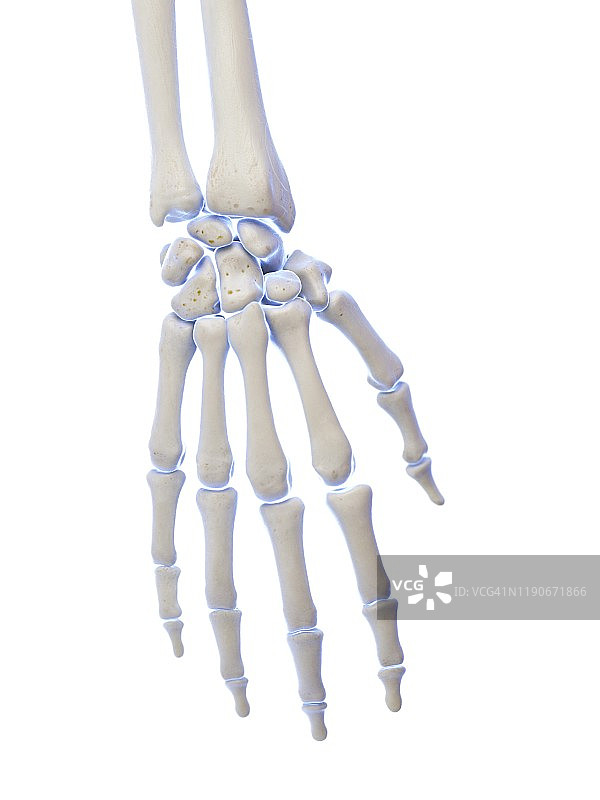 手骨插图图片素材