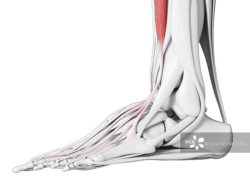 趾长伸肌图示图片素材