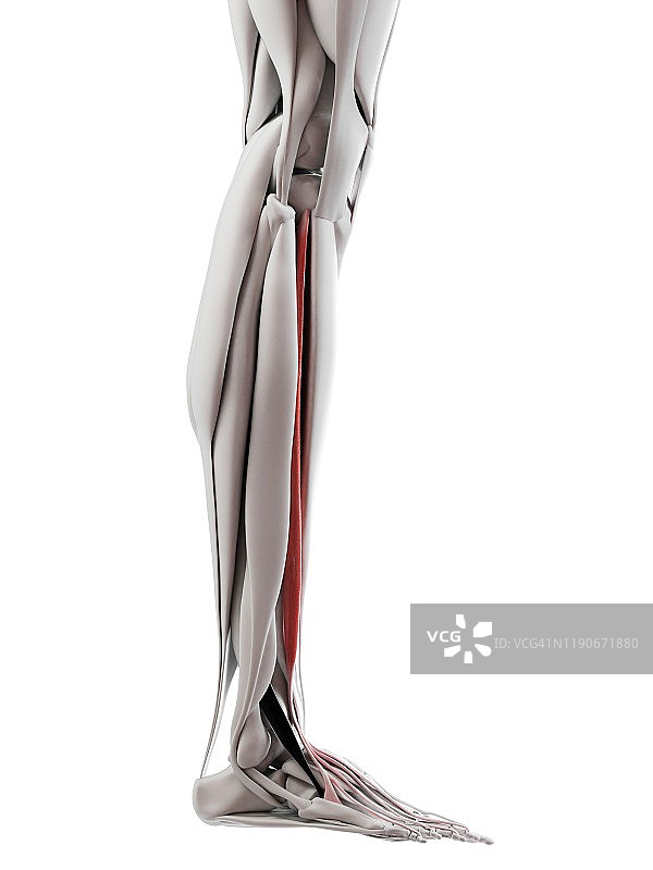 趾长伸肌图示图片素材