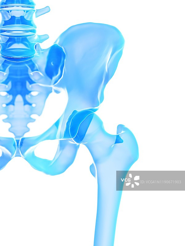 髋关节插图图片素材