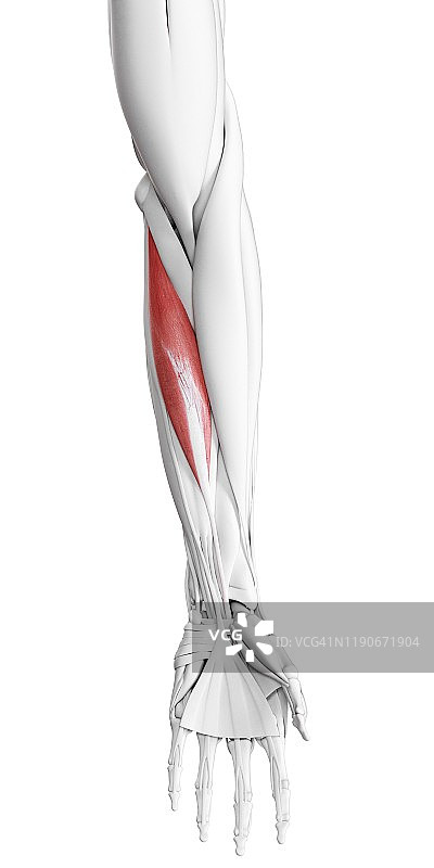 桡侧腕屈肌插图图片素材