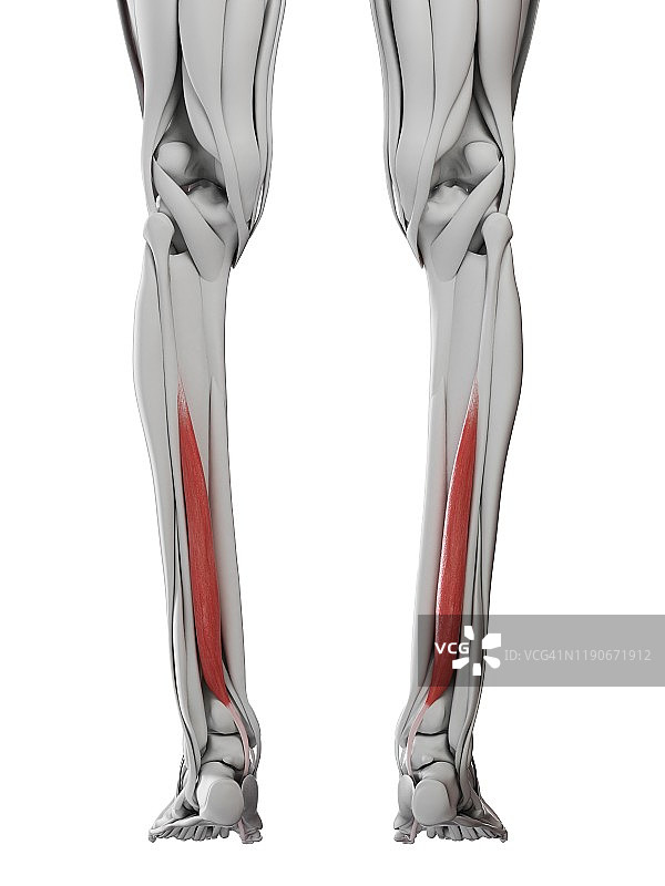 趾长屈肌肌肉插图图片素材