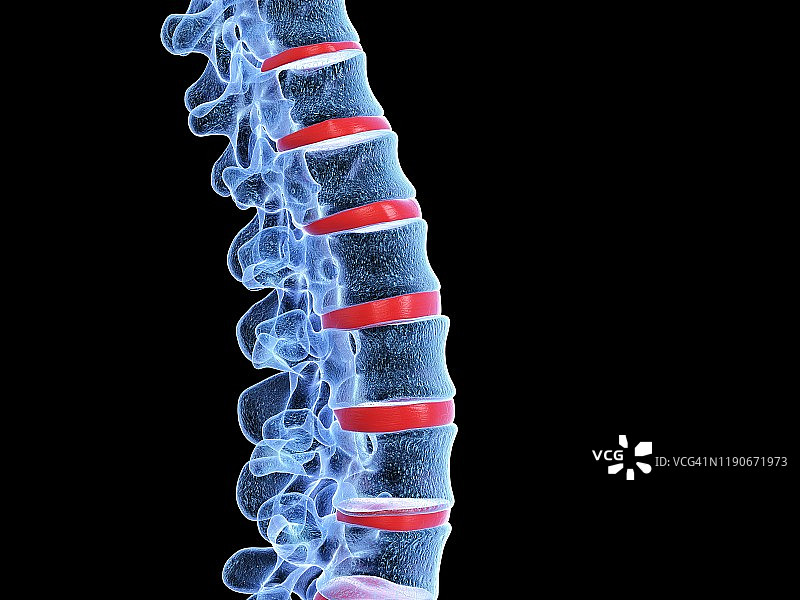 人类的脊椎,插图图片素材