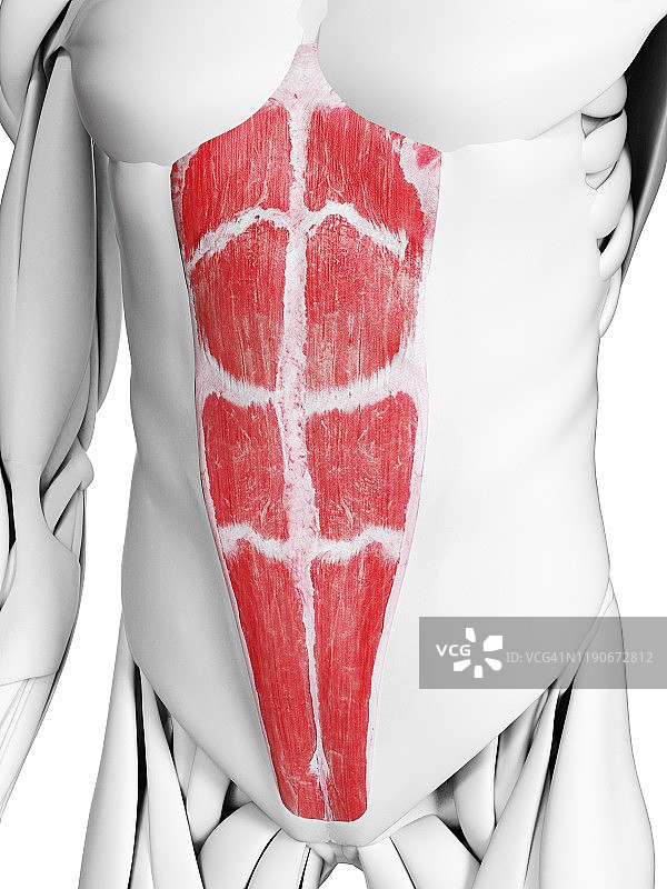 腹直肌插画图片素材