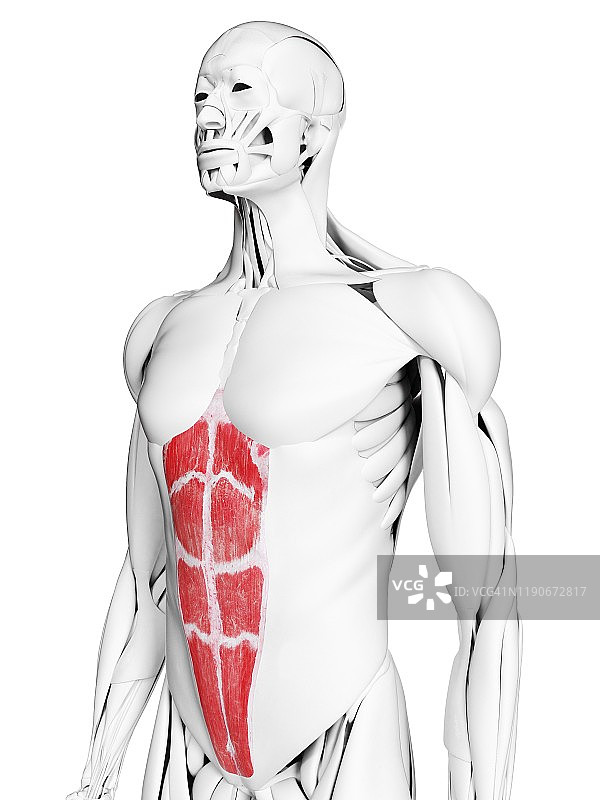 腹直肌插画图片素材