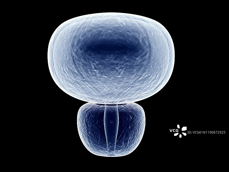 膀胱和前列腺插图图片素材