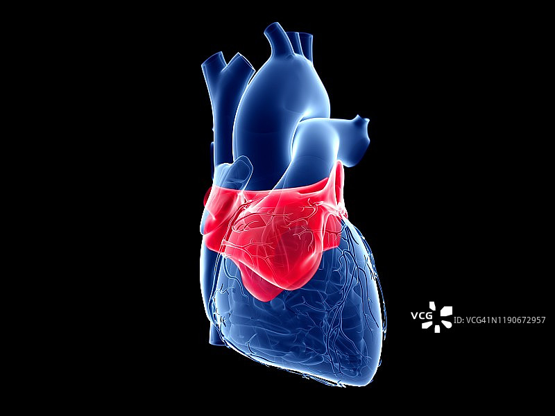 心脏左心房图示图片素材