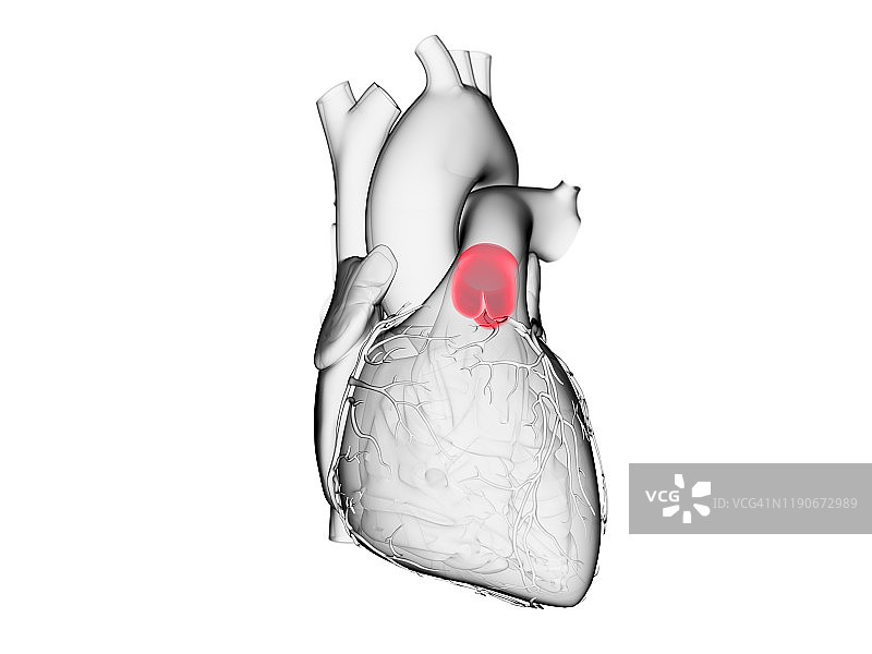 肺动脉瓣插图图片素材