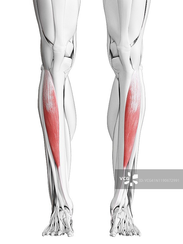 胫骨前肌，图示图片素材