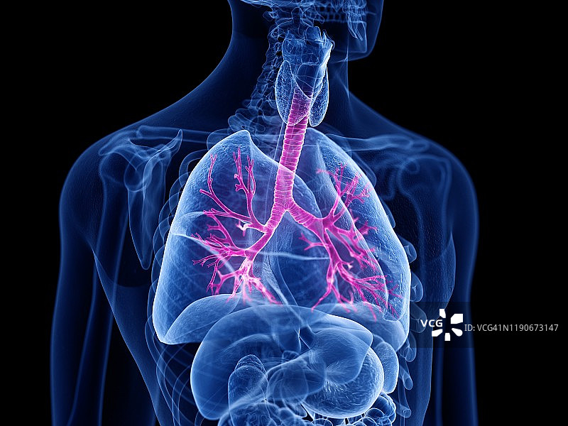 支气管插画图片素材