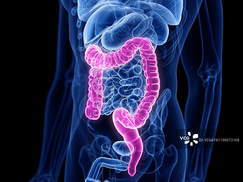 大肠、插图图片素材