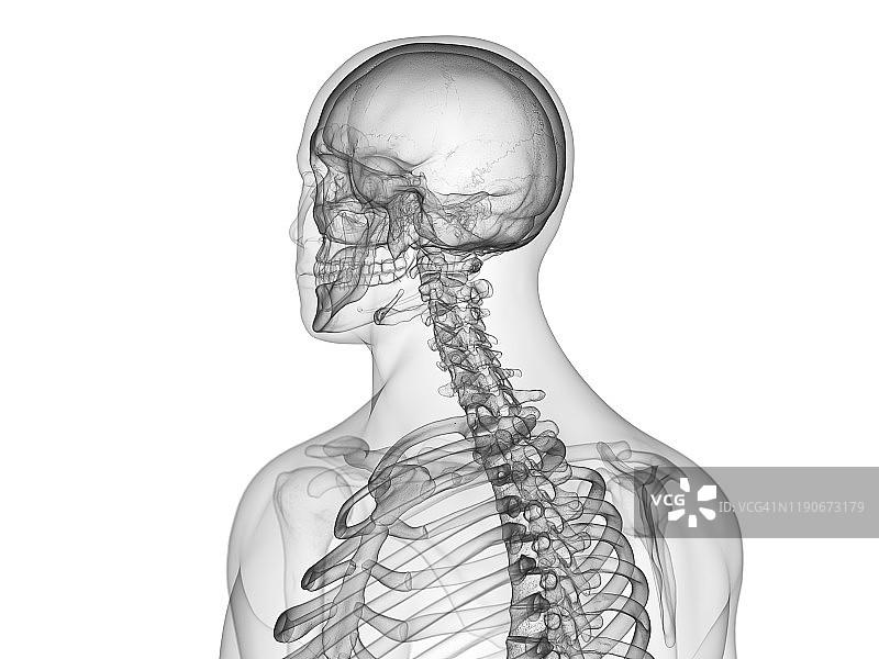 上半身骨骼图图片素材