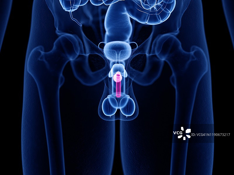 阴茎海绵体，图示图片素材