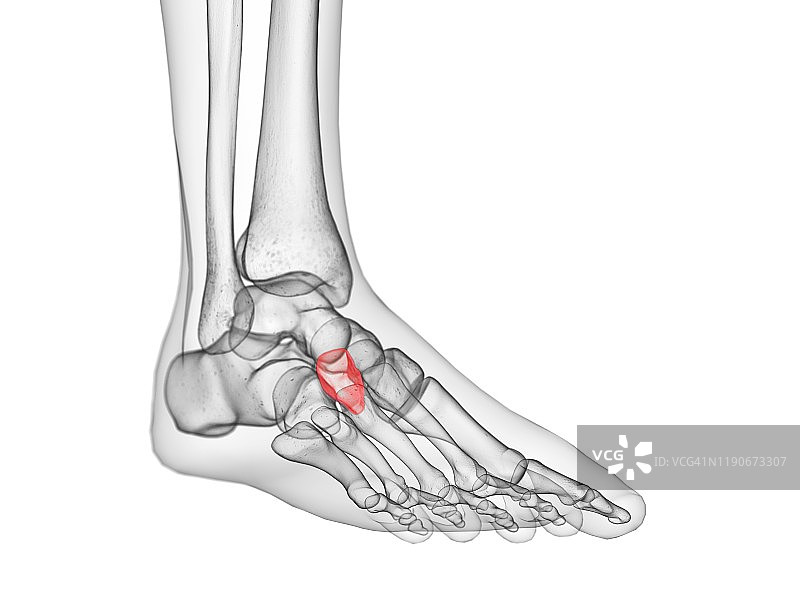 外侧楔骨图示图片素材