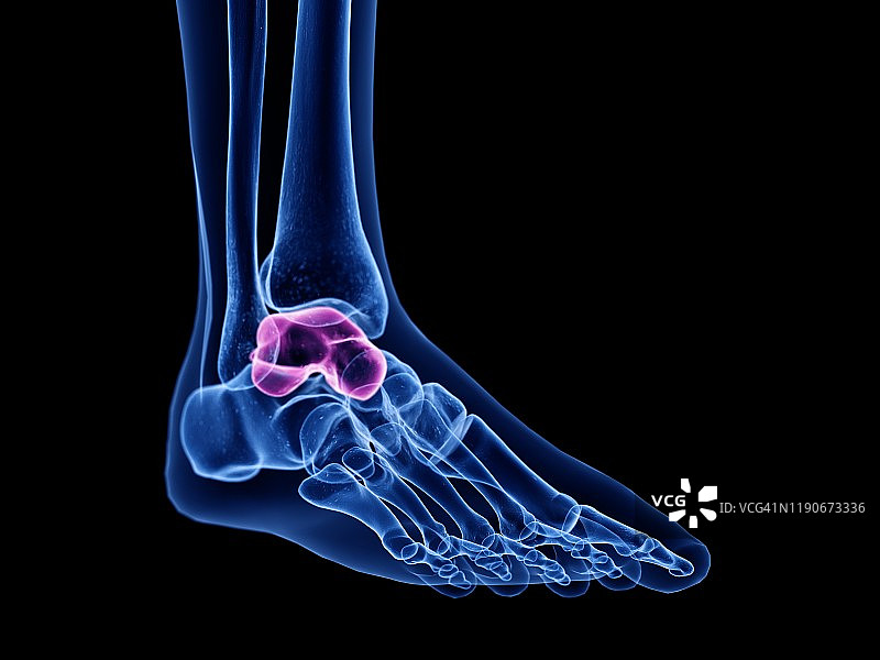 距骨插图图片素材