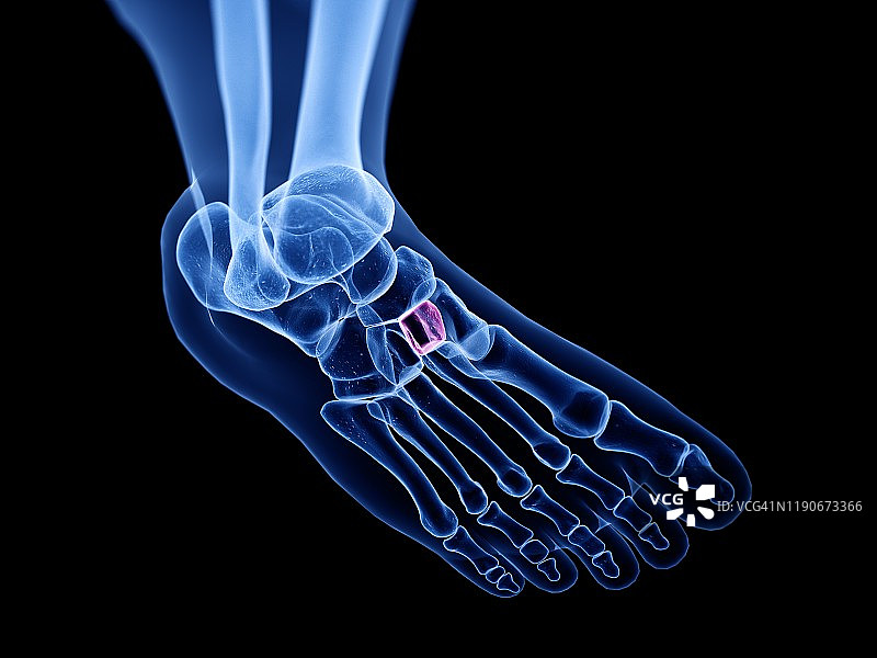 中间楔形骨骼插图图片素材