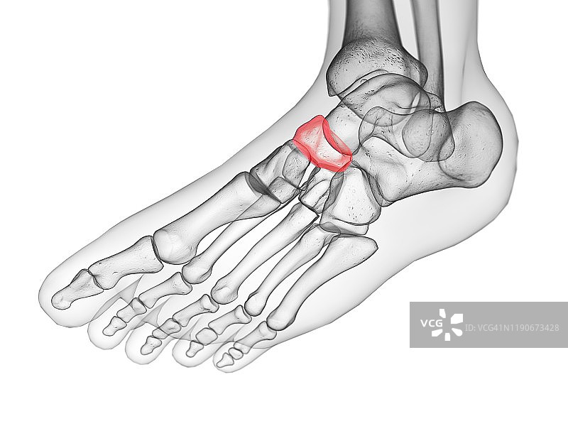 足舟骨示意图图片素材