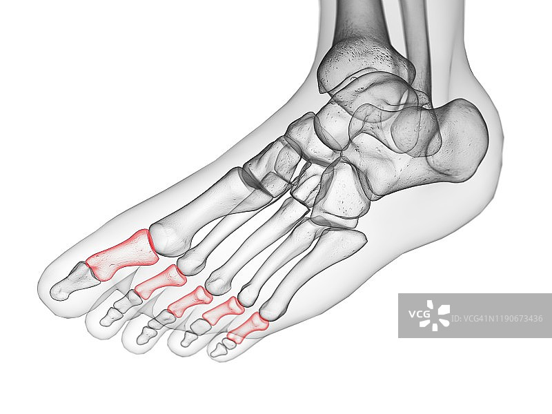 中节指骨插图图片素材