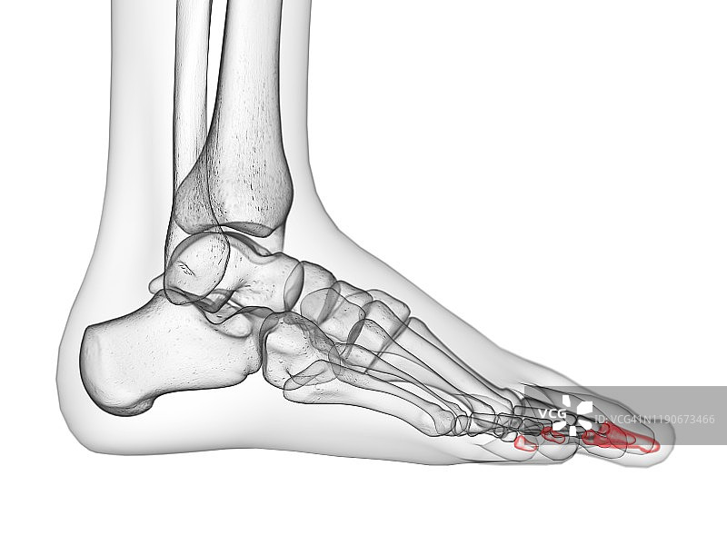 远节指骨，图示图片素材