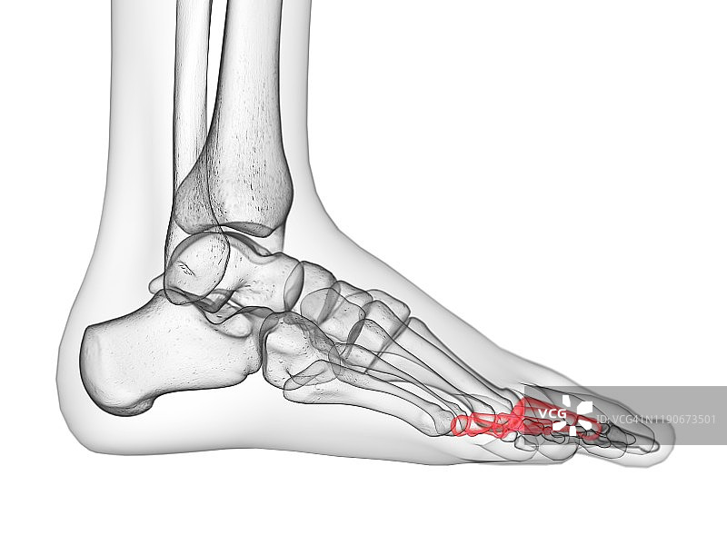 近节指骨插画图片素材