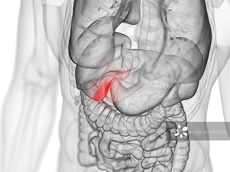 胆囊插图图片素材