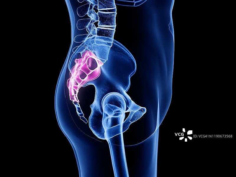 骶骨插图图片素材