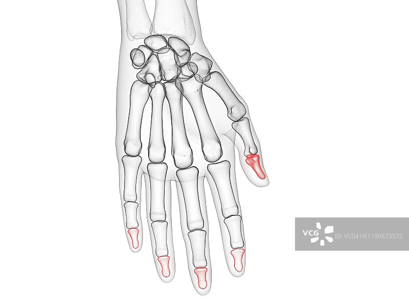 远节指骨，图示图片素材