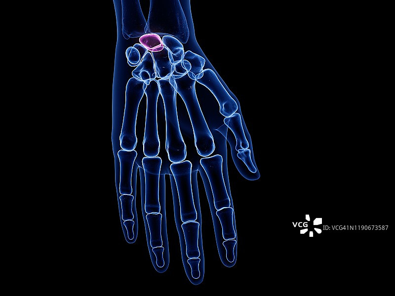 月骨插图图片素材