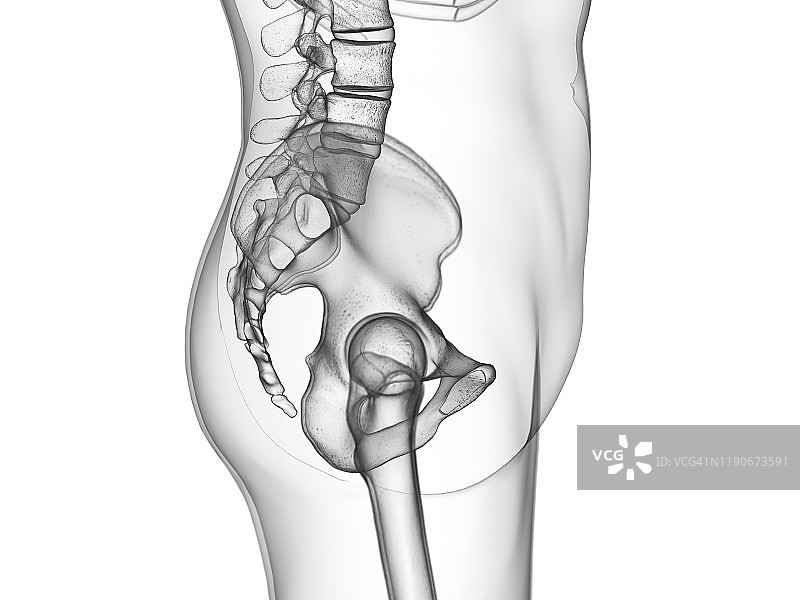髋关节插图图片素材