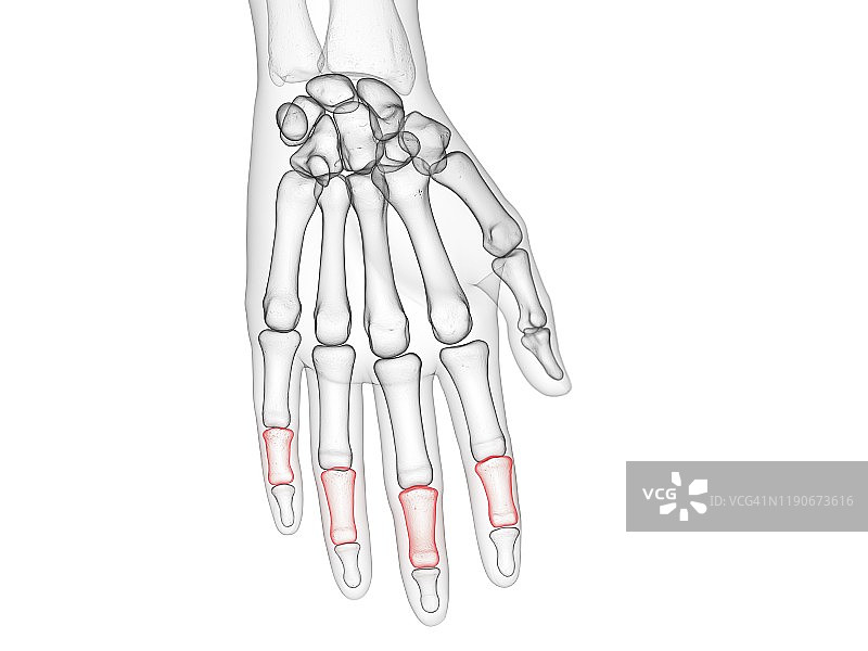 中节指骨插画图片素材