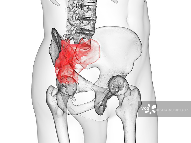 骶骨插图图片素材