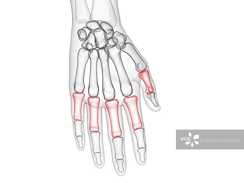 近节指骨插图图片素材