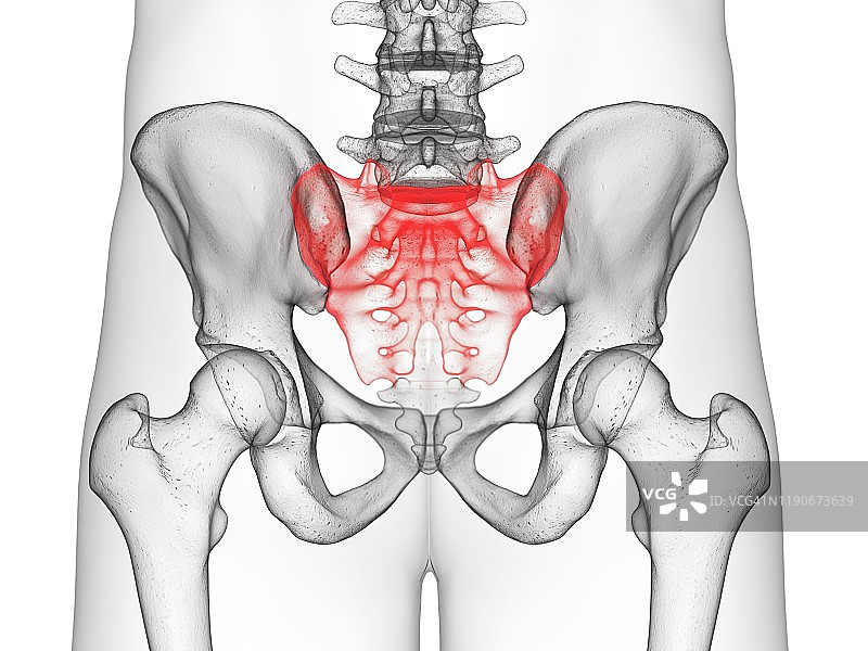 骶骨插图图片素材