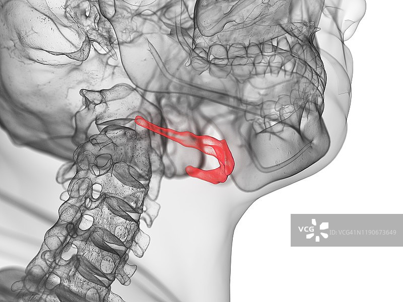 舌骨示意图图片素材