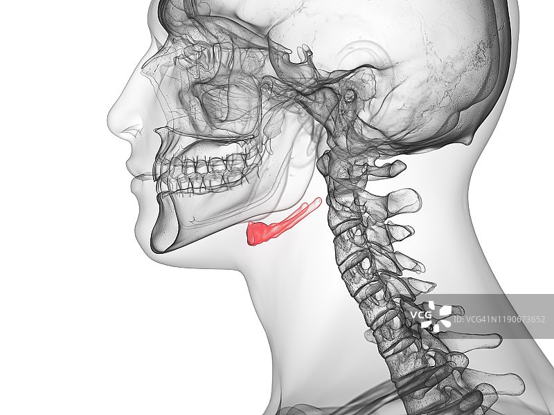 舌骨示意图图片素材