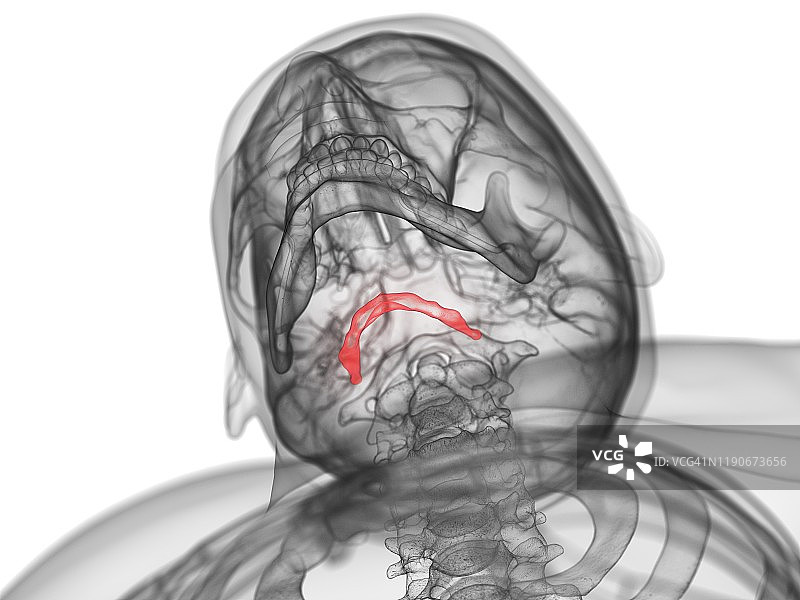 舌骨示意图图片素材