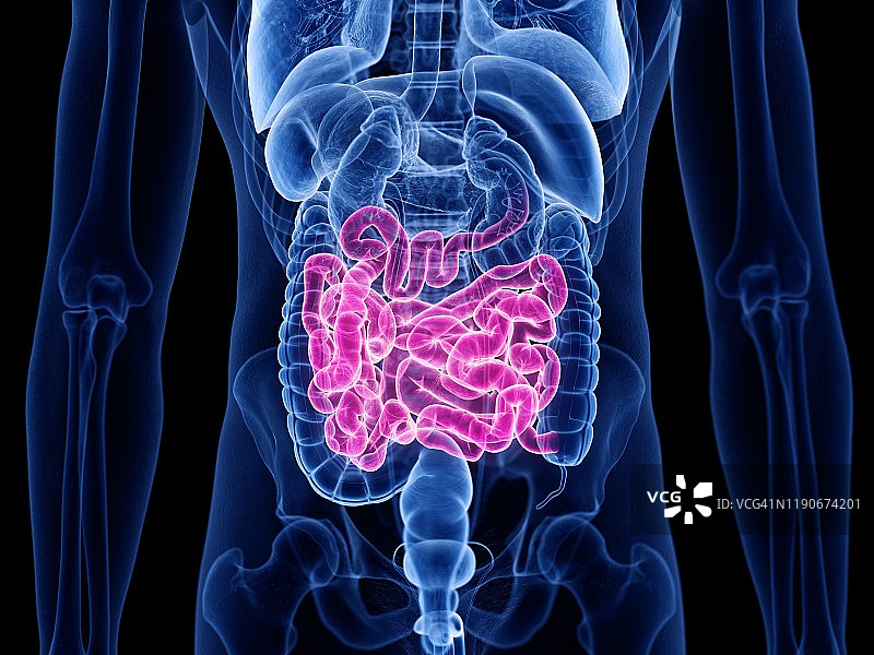 小肠、插图图片素材