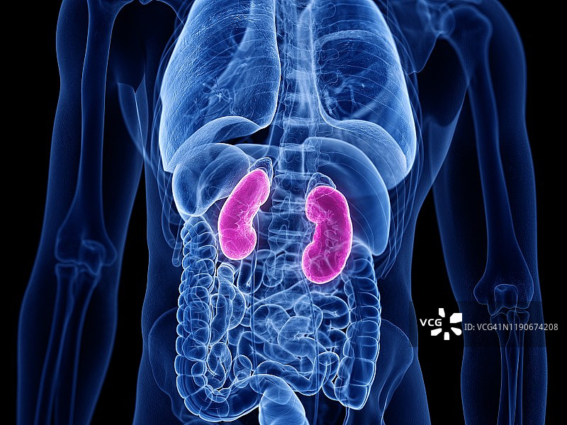 人体肾脏图图片素材
