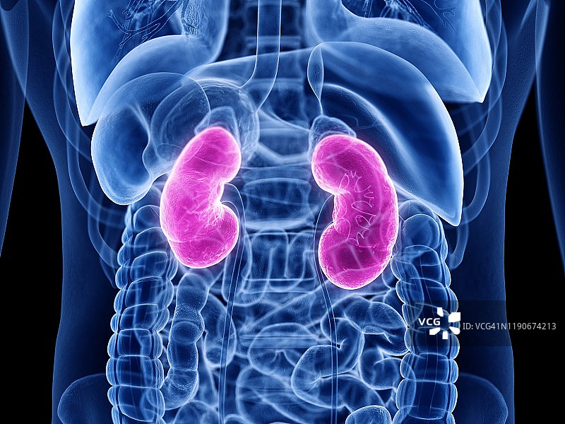 人体肾脏图图片素材