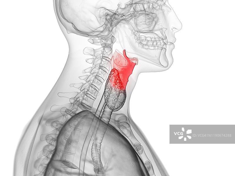 人类喉部图示图片素材